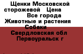 Щенки Московской сторожевой › Цена ­ 35 000 - Все города Животные и растения » Собаки   . Свердловская обл.,Первоуральск г.